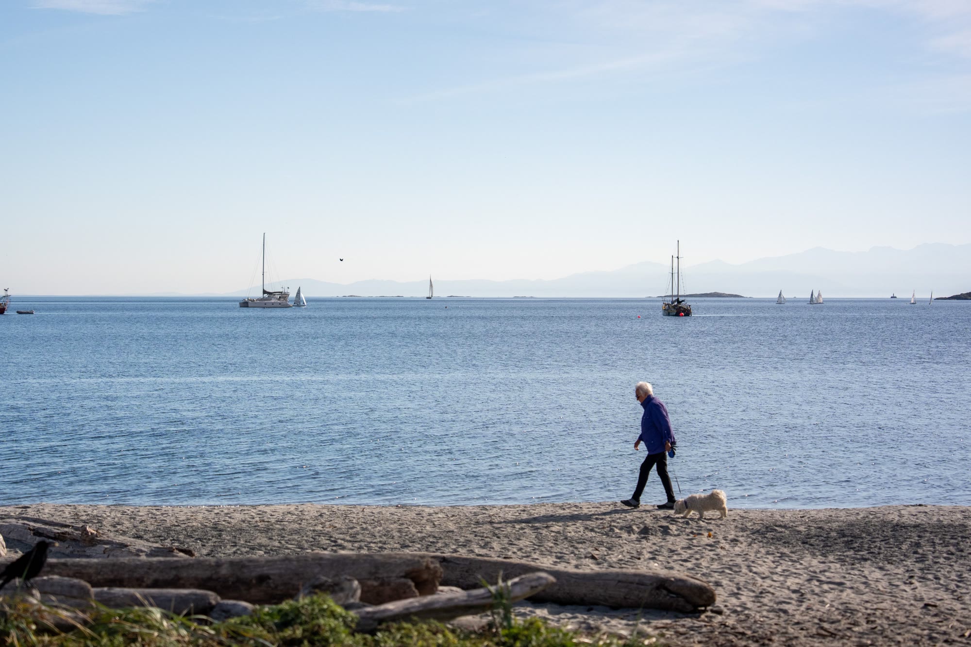 A man walks his dog along the sand at Gyro Park, with sailboats moored in Cadboro Bay and mountains on the horizon