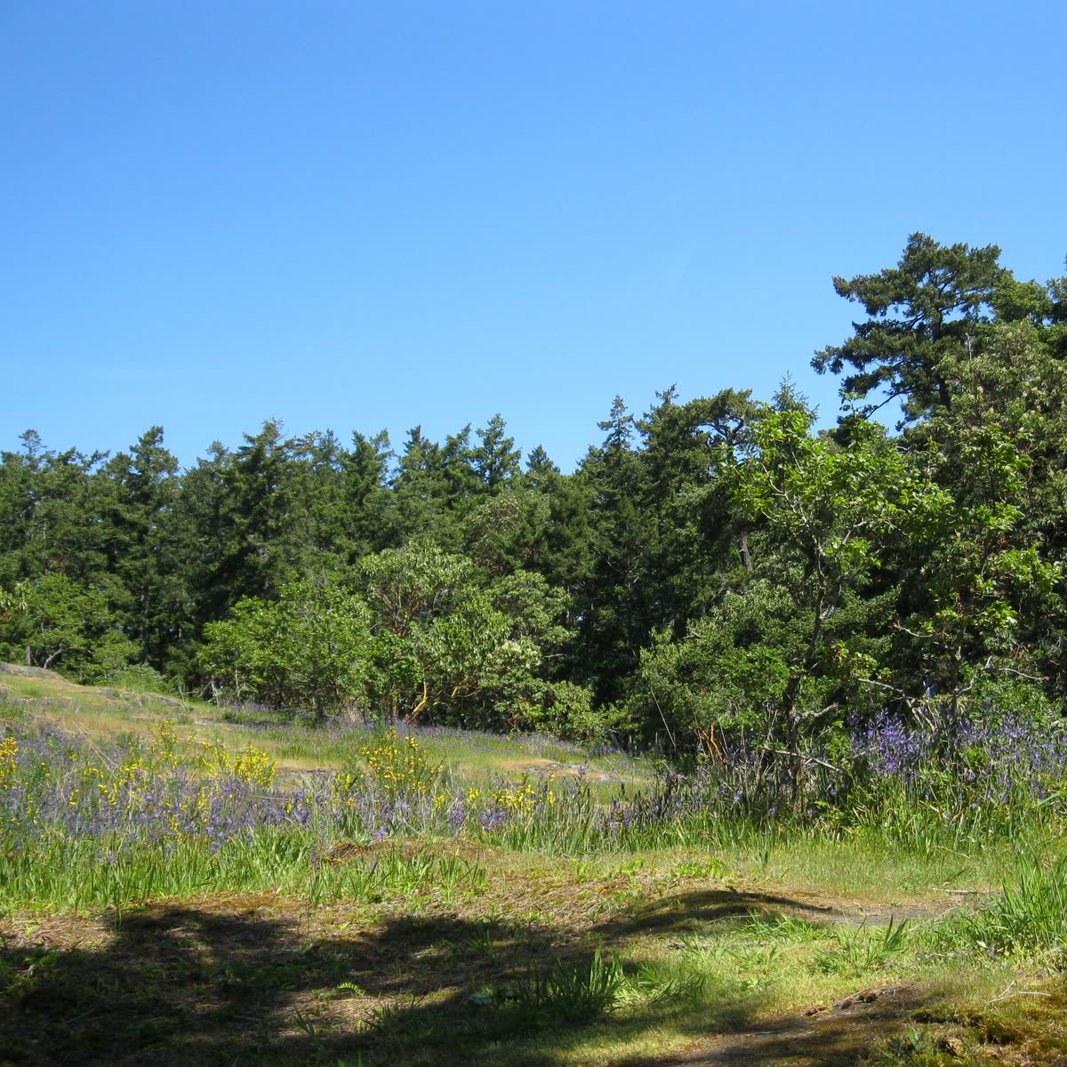 A Garry oak meadow with camas in bloom at Konukson Park